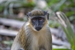 Bijilo Monkey Park
