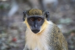 Bijilo Monkey Park
