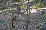 Bijilo Monkey Park
