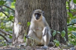 Bijilo Monkey Park
