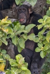 River Gambia National Park
