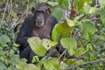 River Gambia National Park
