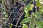 River Gambia National Park
