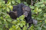 River Gambia National Park
