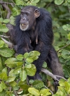 River Gambia National Park
