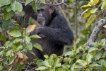 River Gambia National Park
