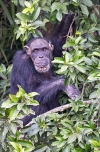 River Gambia National Park
