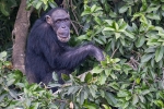 River Gambia National Park
