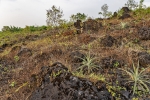 Limbe lava flows
