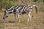 Fathala Game Reserve
