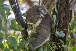 Yanchep National Park
