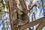 Yanchep National Park
