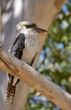 Yanchep National Park
