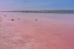 Hutt Lagoon Pink Lake
