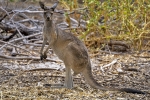 Kohunu Koala Park
