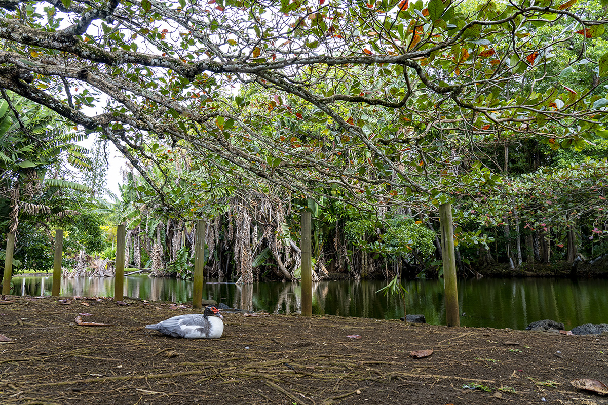 Sir Seewoosagur Ramgoolam Botanical Garden