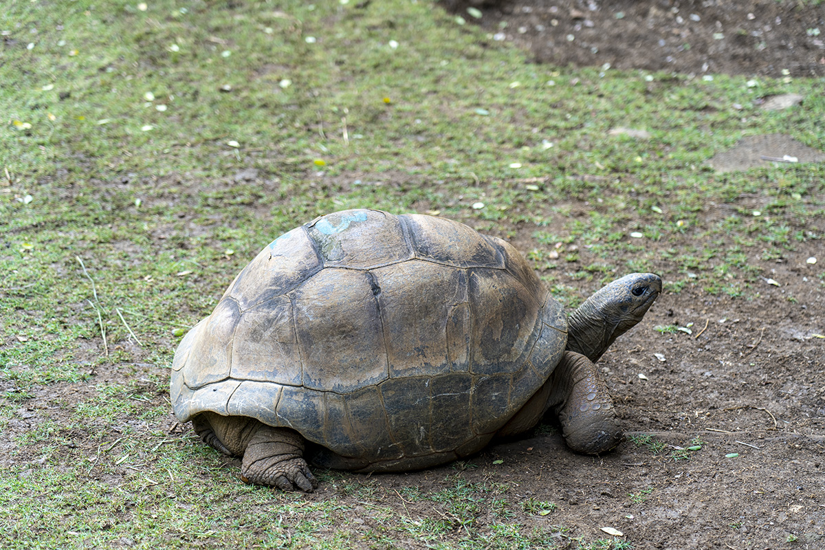 Sir Seewoosagur Ramgoolam Botanical Garden