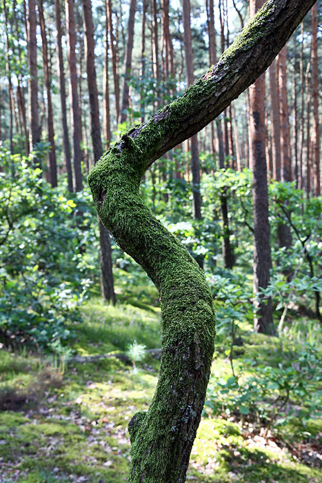 Kampinoski National Park