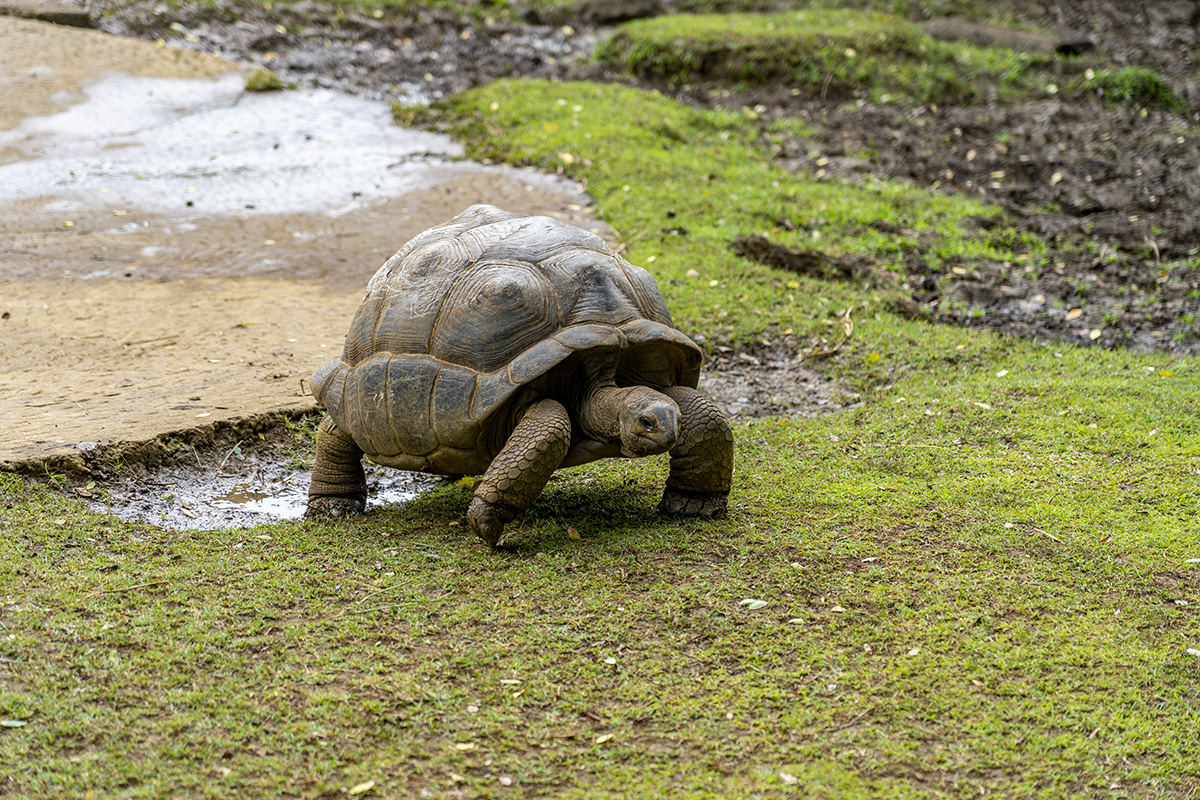 Sir Seewoosagur Ramgoolam Botanical Garden