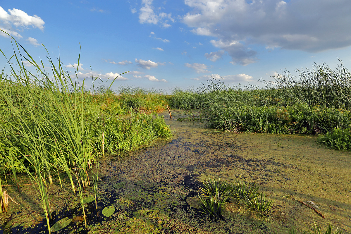 Narew National Park