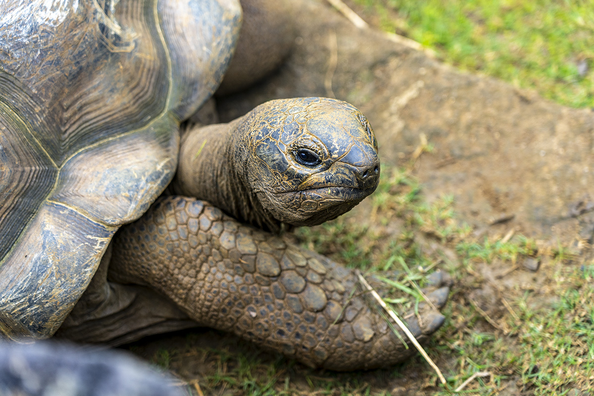 Sir Seewoosagur Ramgoolam Botanical Garden