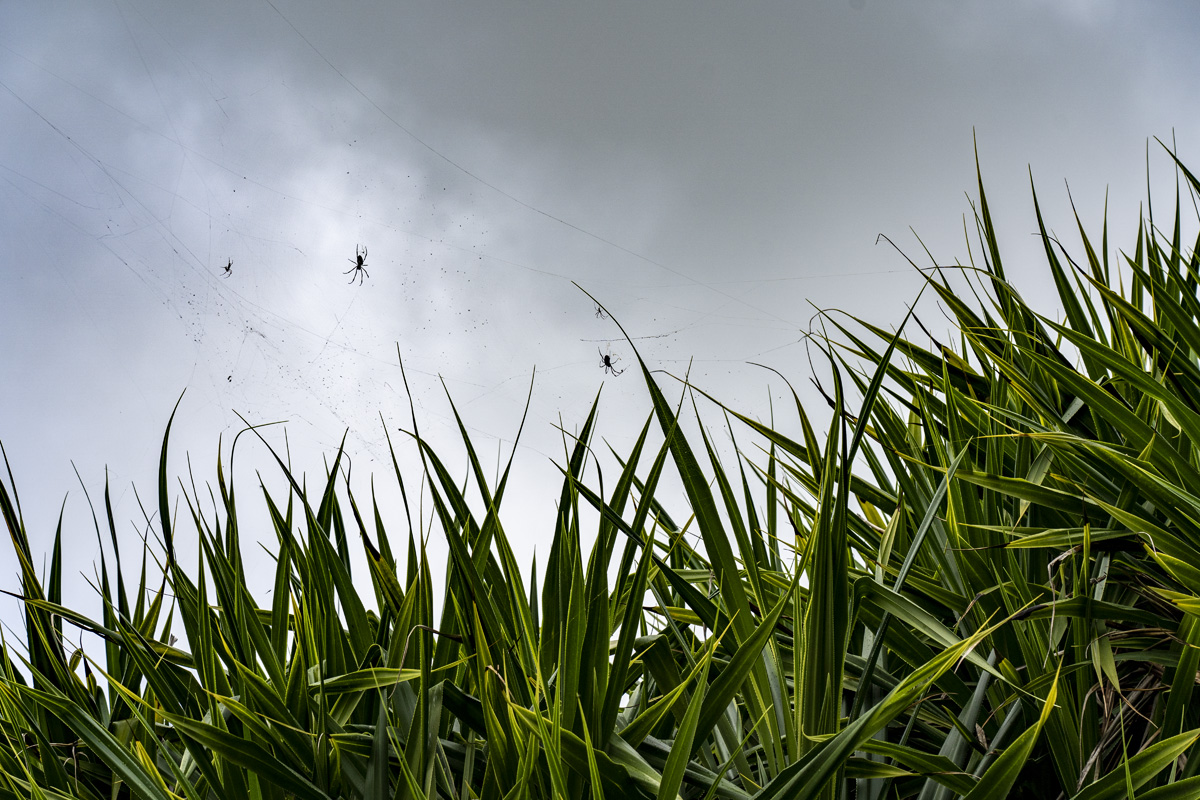 Sir Seewoosagur Ramgoolam Botanical Garden