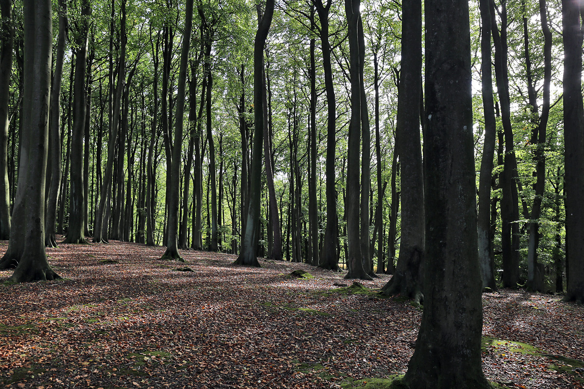 Jasmund National Park