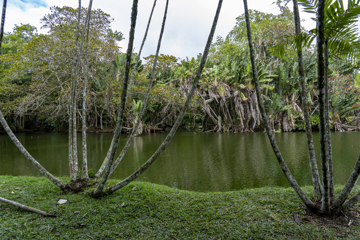 Sir Seewoosagur Ramgoolam Botanical Garden