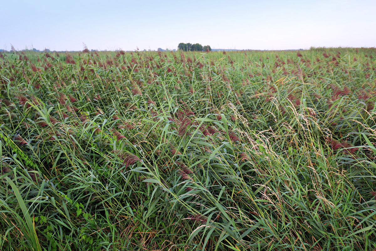 Narew National Park