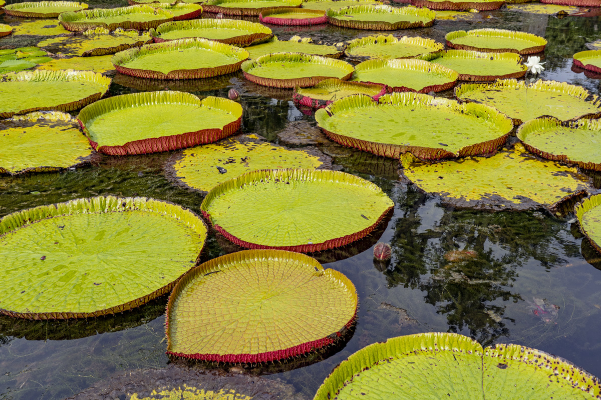 Sir Seewoosagur Ramgoolam Botanical Garden