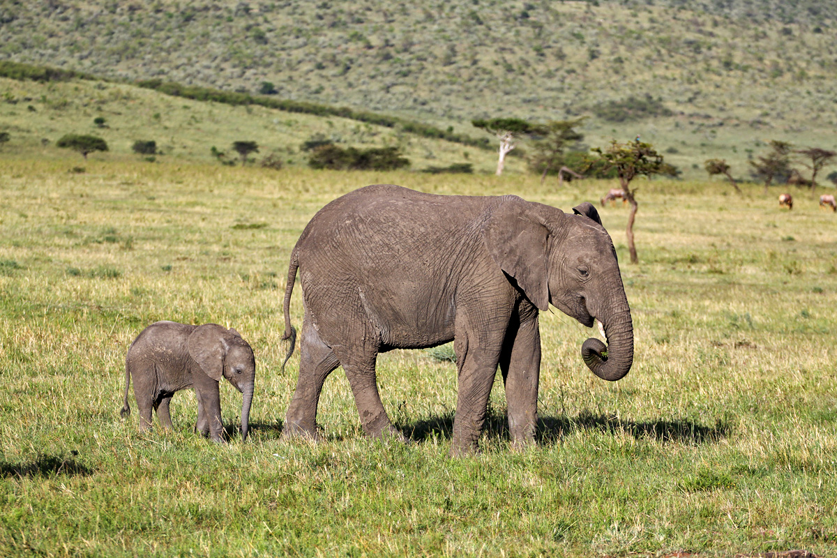 Masai Mara