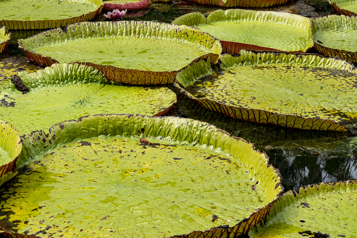 Sir Seewoosagur Ramgoolam Botanical Garden