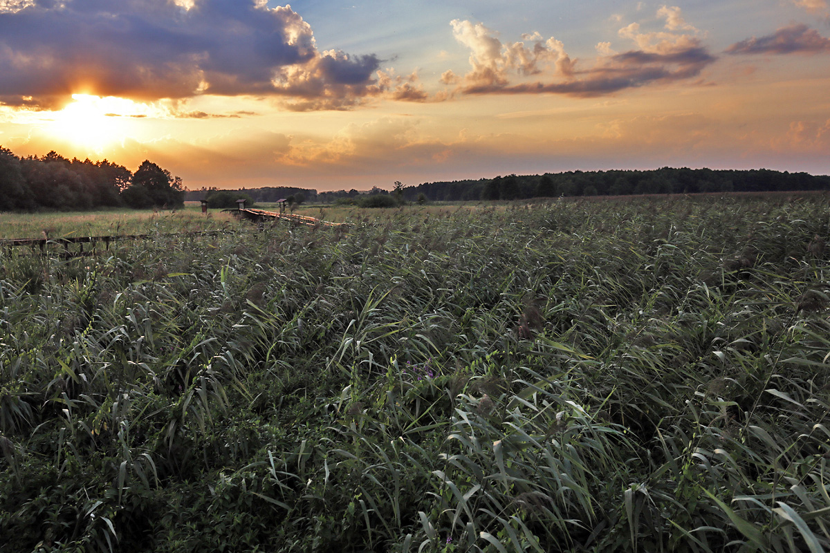 Narew National Park