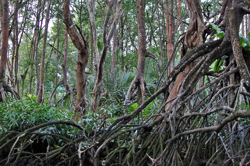 boat to proboscis monkey