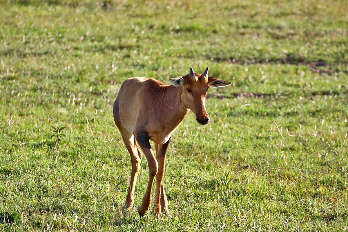 Masai Mara