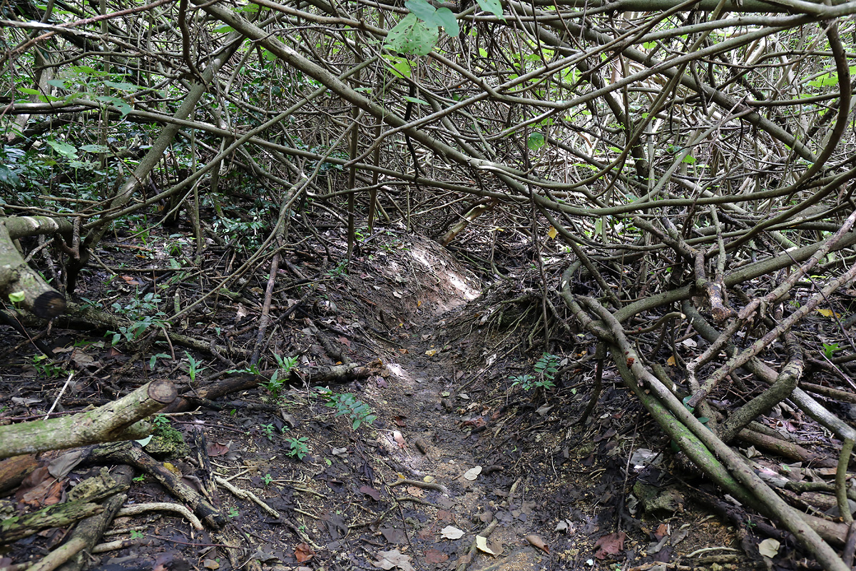trail to Old Man by the Sea