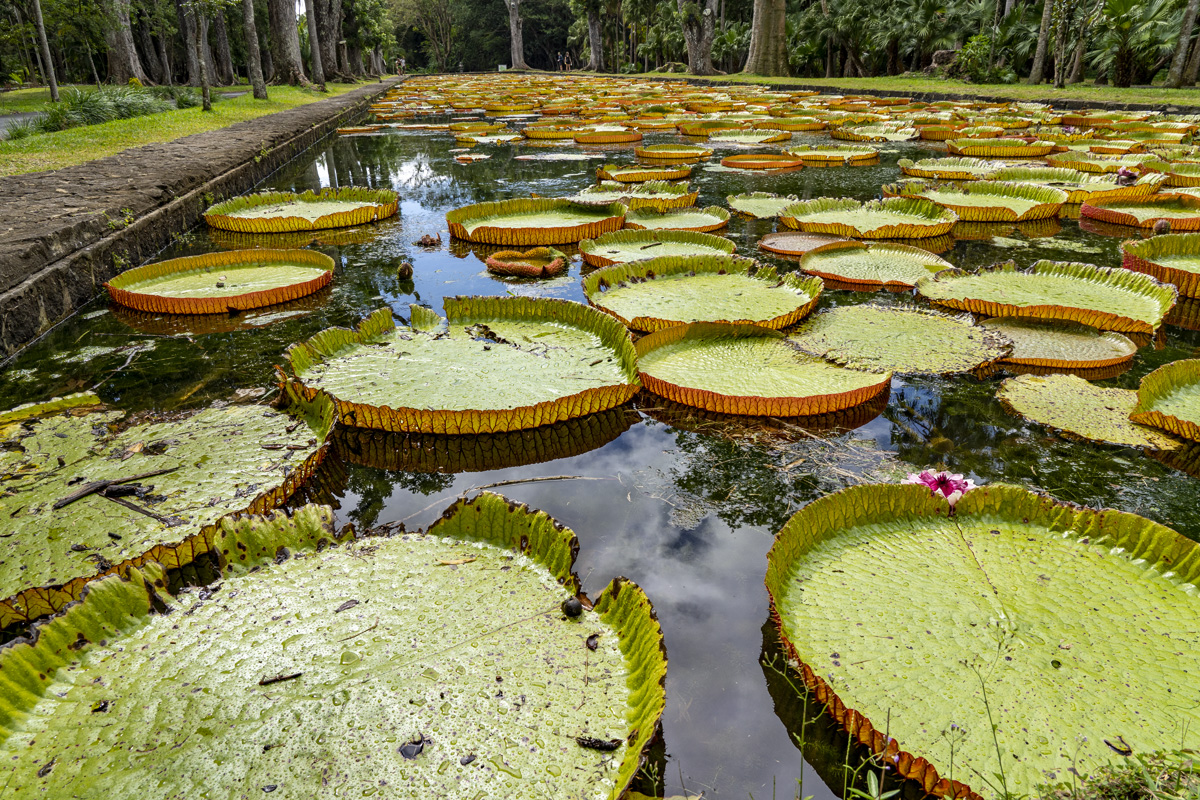 Sir Seewoosagur Ramgoolam Botanical Garden