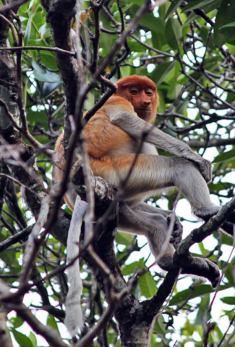 proboscis monkey