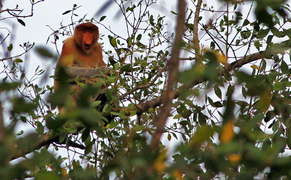 proboscis monkey