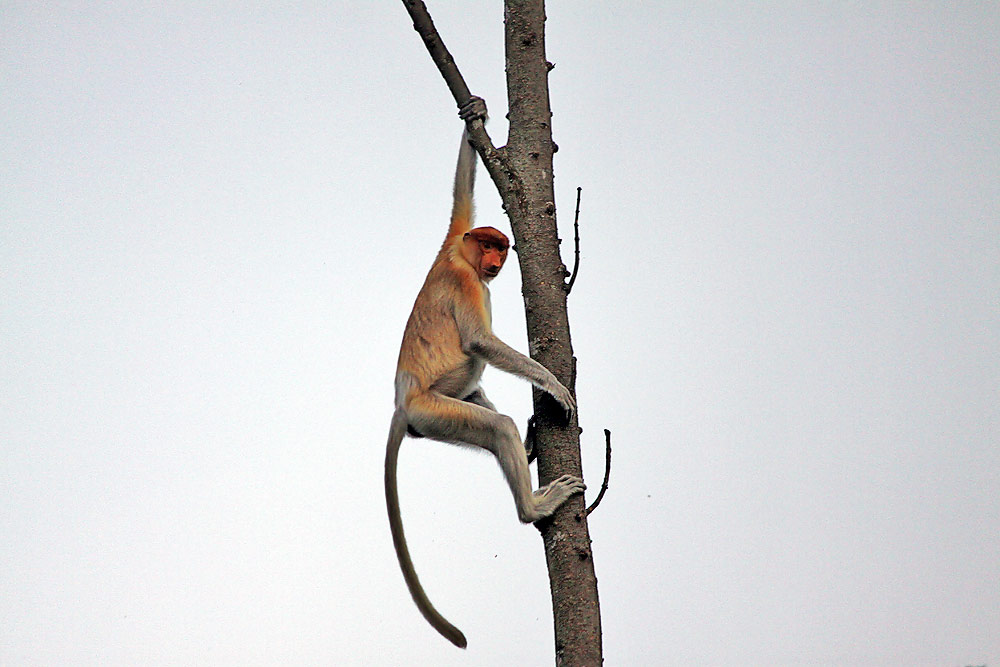 proboscis monkey