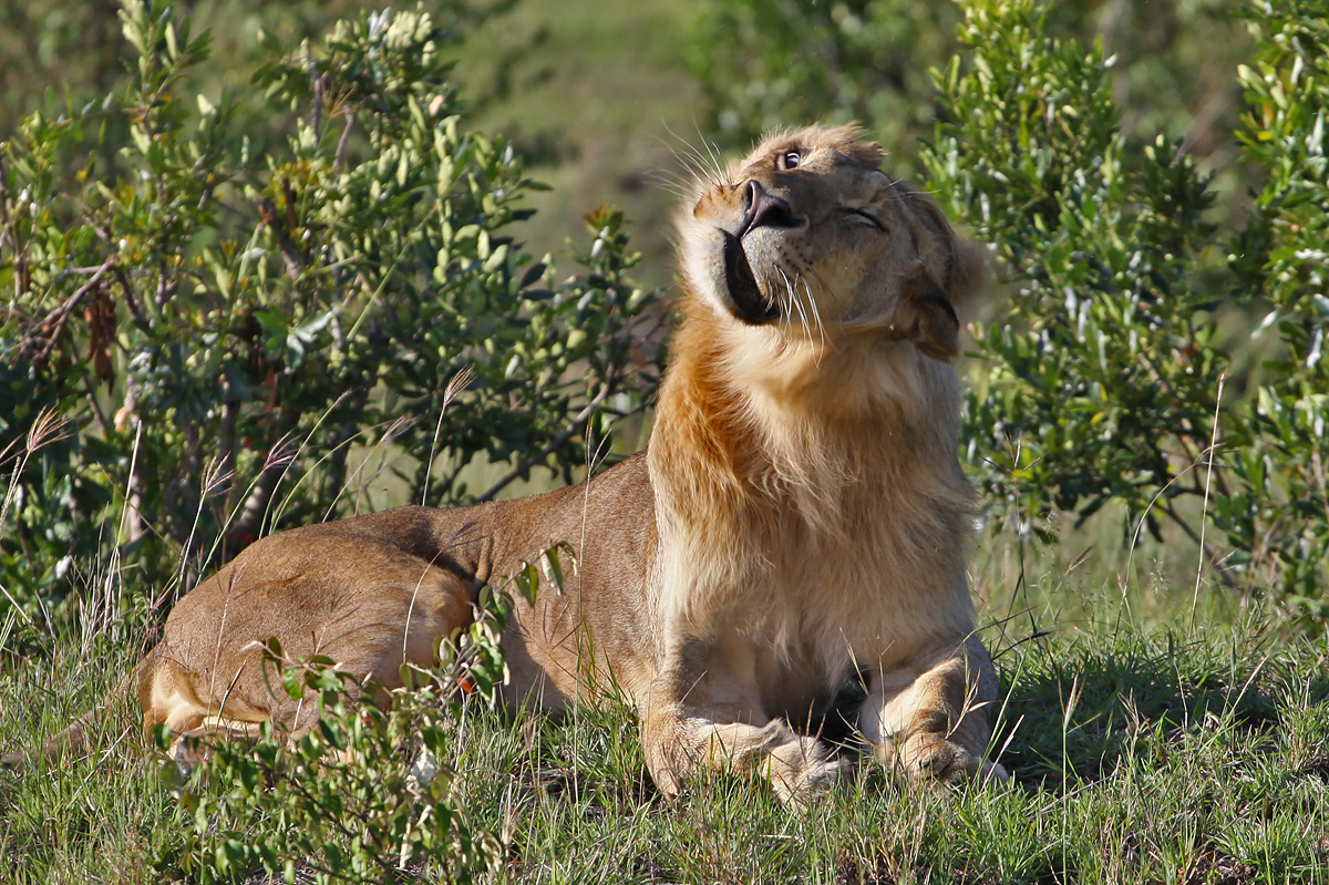 Masai Mara