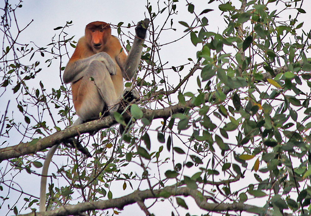 proboscis monkey