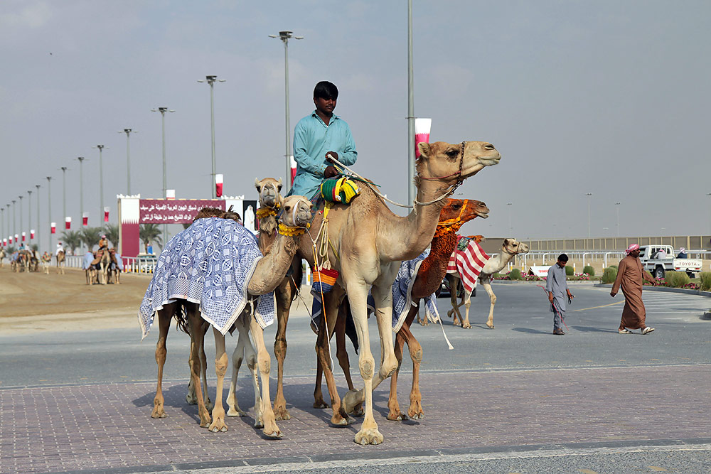 Al Shahaniyah