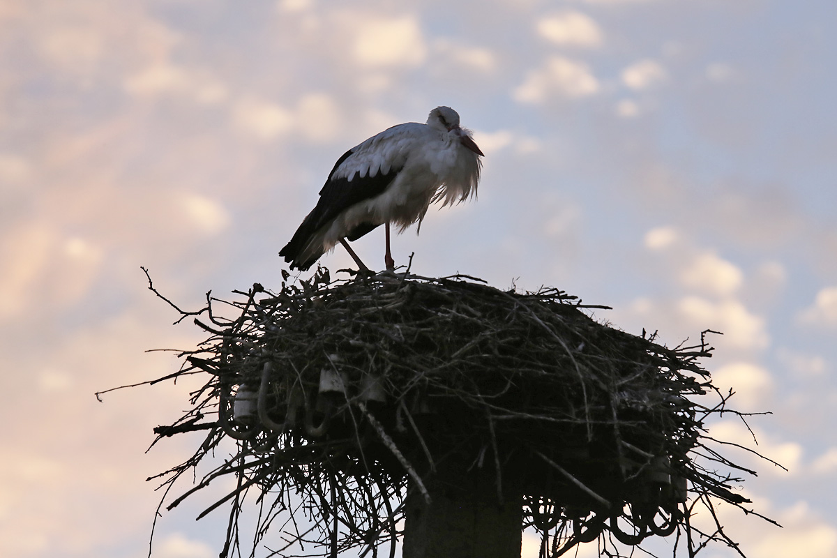 Narew National Park