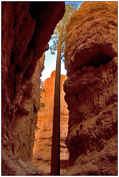 Bryce National Park