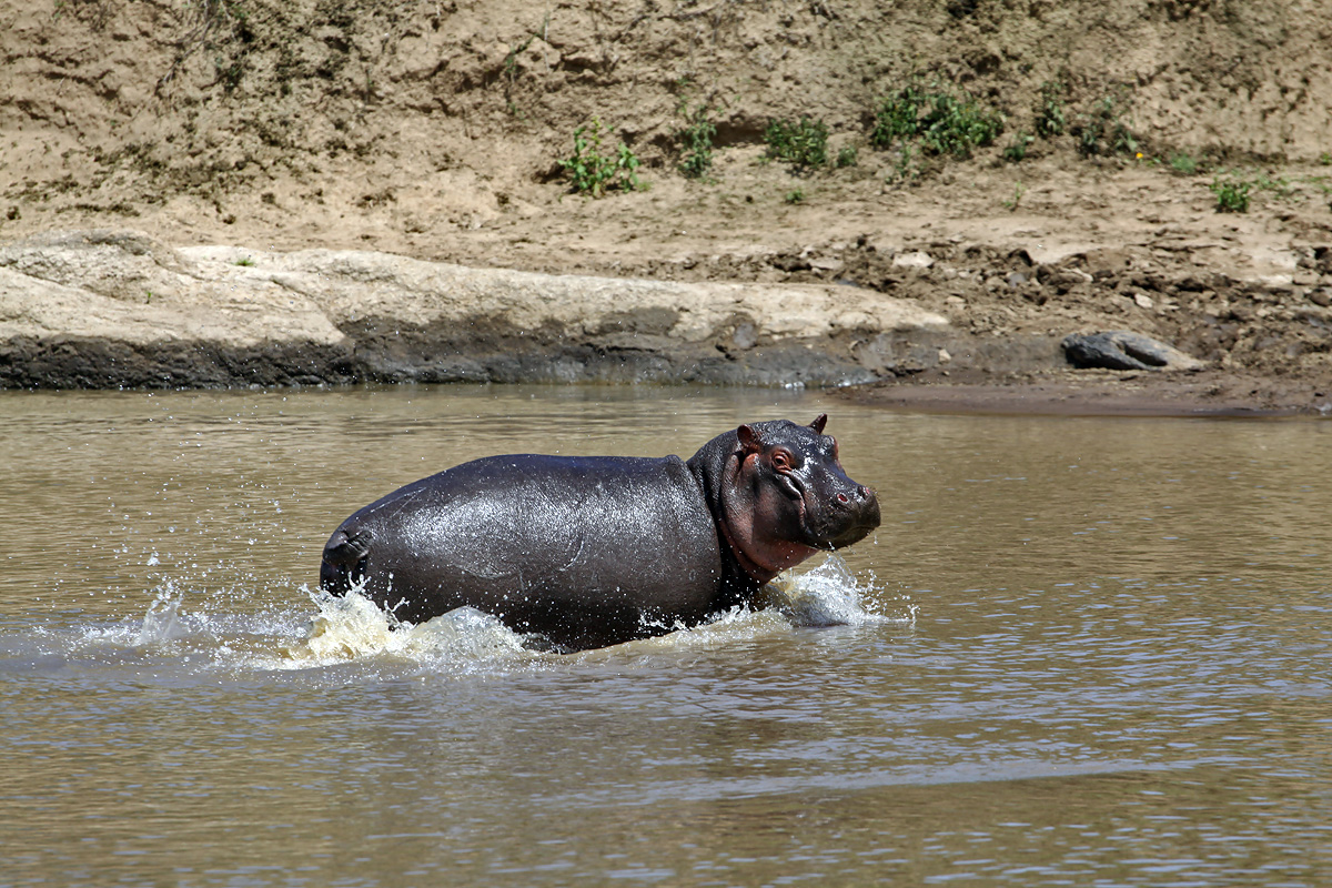 Masai Mara