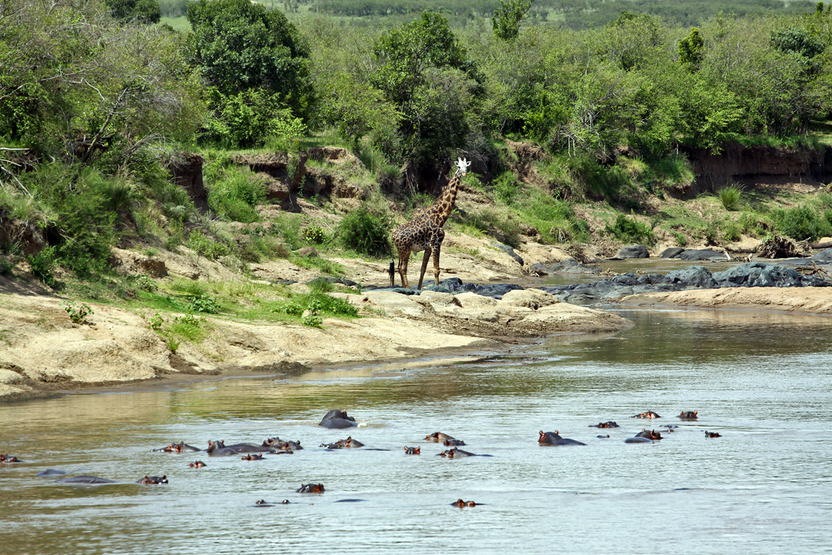 Masai Mara