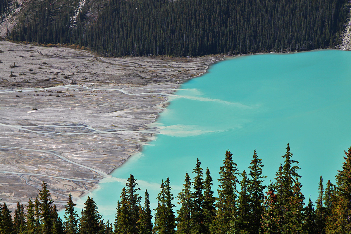 Banff National Park - Peyto Lake