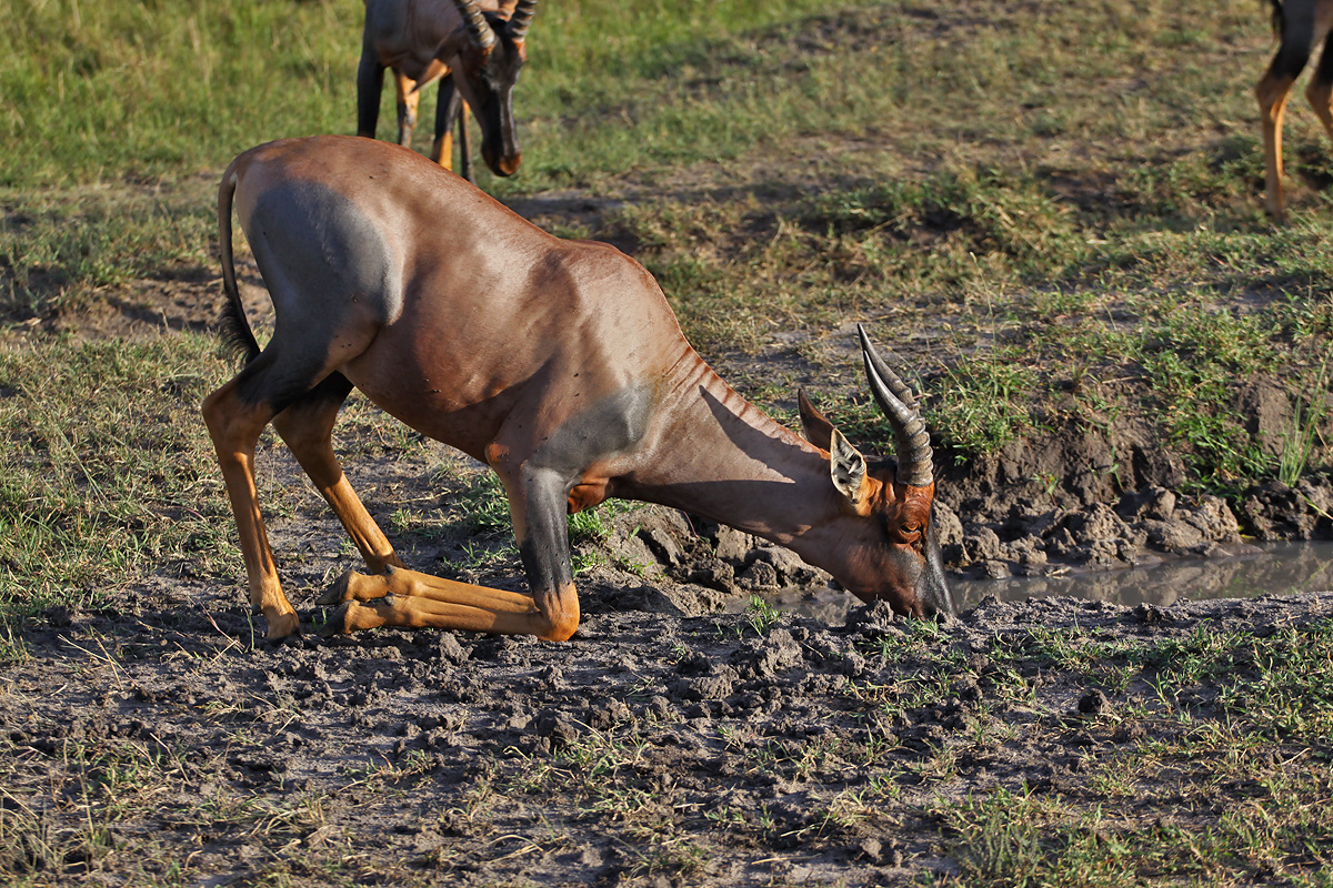 Masai Mara