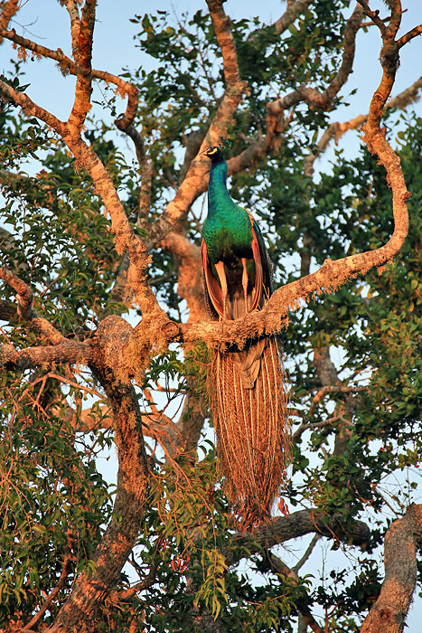 Yala National Park